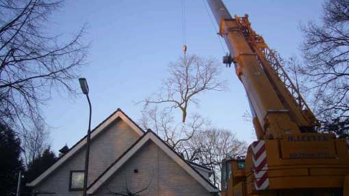 boom rooien in Oss met ketting zaag, vakmensen met verstand. tuin advies tuinontwerp boom kappen prijsindicatie